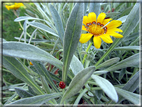 foto Fiori